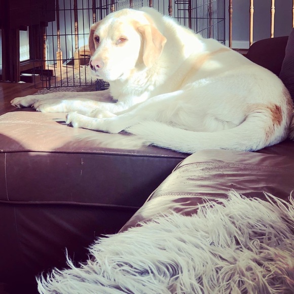 Meet your Posher, Holly - Picture 6 of 12